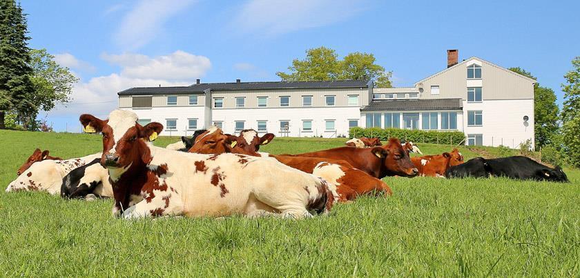 Kuer ligger og hviler på eng. Foto. - Klikk for stort bilde